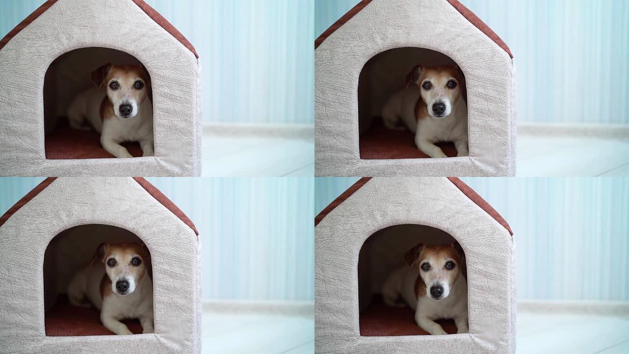 狗躺在宠物屋里。狗躺在宠物屋里