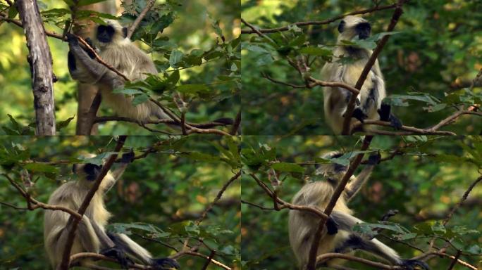 印度叶猴坐在树上一只猴子特写视频素材
