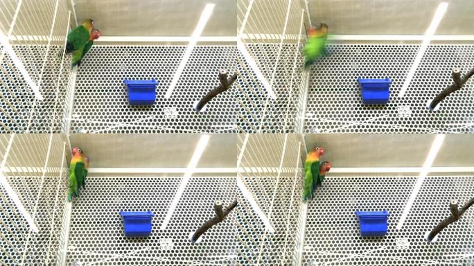 爱情鸟agapornis一起在宠物店或家里的笼子里。