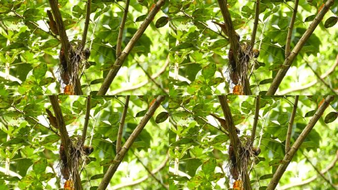 巴拿马的两只外来鸟类以干树枝上的虫子为食