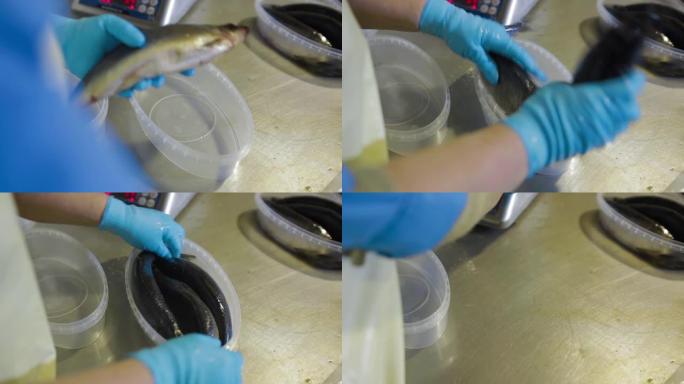 控制器检查海鲜厂进一步包装的鱼的质量。