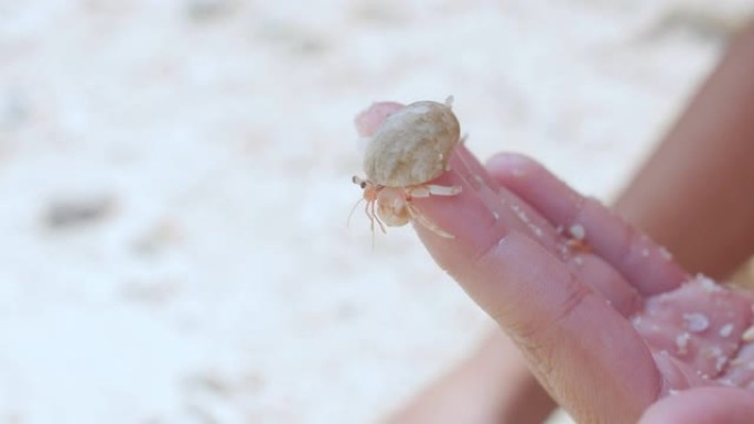 手边行走的小螃蟹行走的小螃蟹