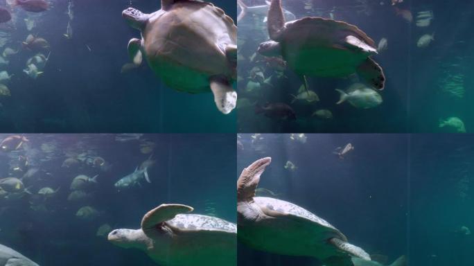 海龟快乐地游泳海龟海底