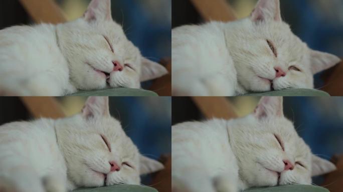 睡觉的猫喵