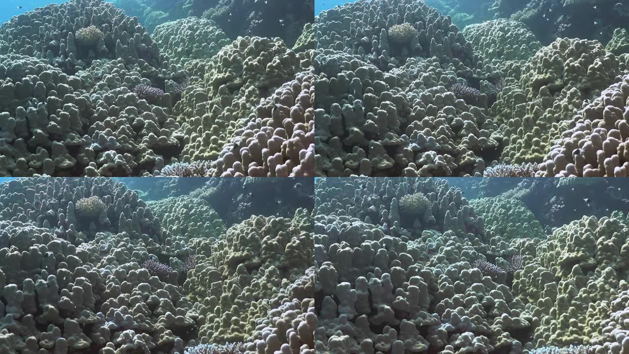 五颜六色的珊瑚礁水下背景。