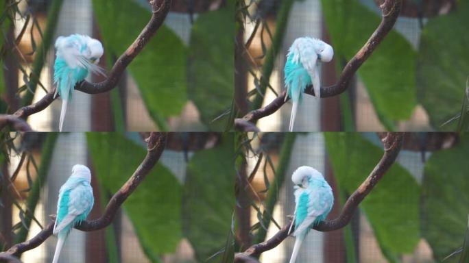 来自澳大利亚的热带彩色鹦鹉蓝白鹦鹉的特写镜头