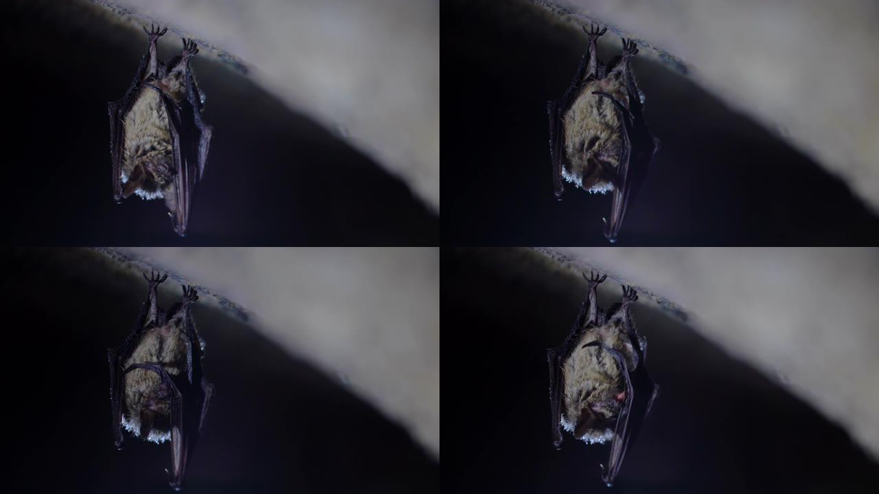 关闭奇怪的动物Natterer的蝙蝠Myotis nattereri倒挂在冷砖拱形地窖的顶部冬眠后，
