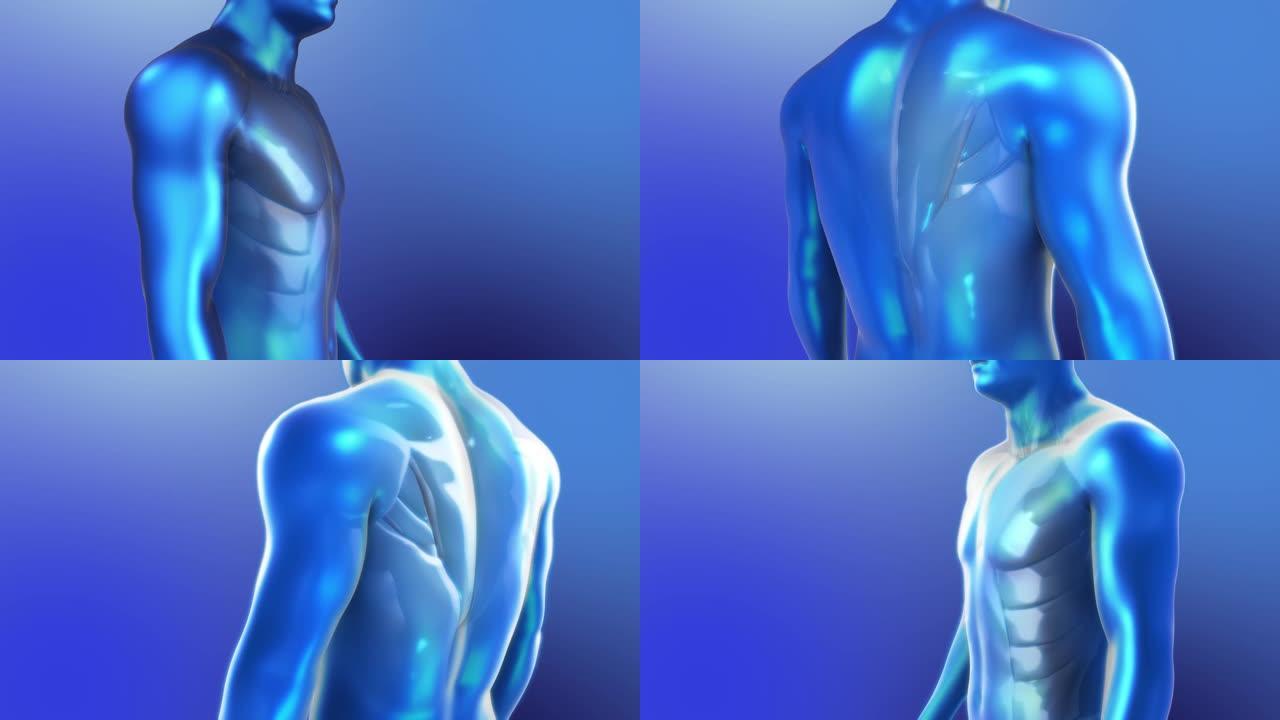 人类的3D解剖。循环返回和躯干肌肉动画在一个蓝色的风格。