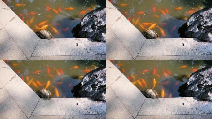 虎斑猫坐在湖岸边，独自抓挠，一群大锦鲤鱼在玉园池塘里游泳，4k镜头，慢动作。