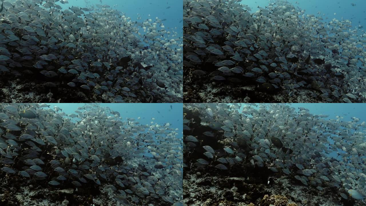 太平洋上的鱼群。水下海洋生物，热带毛利鲷鱼在蓝色的水中。在海洋中潜水