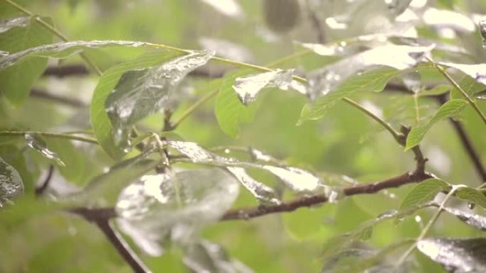 大雨倾盆大雨白天降雨。