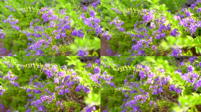 4k慢动作60fps花园中的紫罗兰花