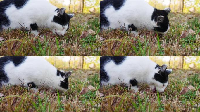 饥饿的猫在草丛上吃鱼残余物。