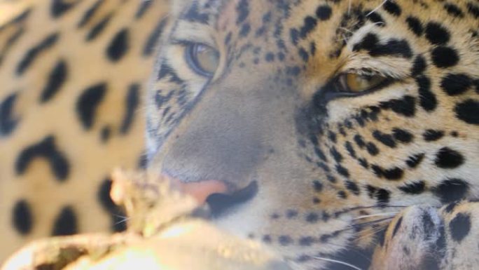 美洲虎的特写镜头动物园猎豹野兽
