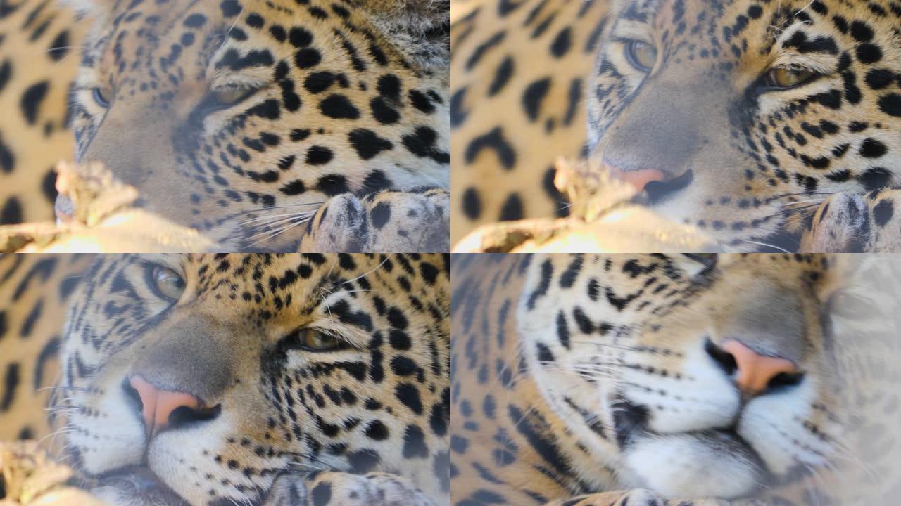 美洲虎的特写镜头动物园猎豹野兽