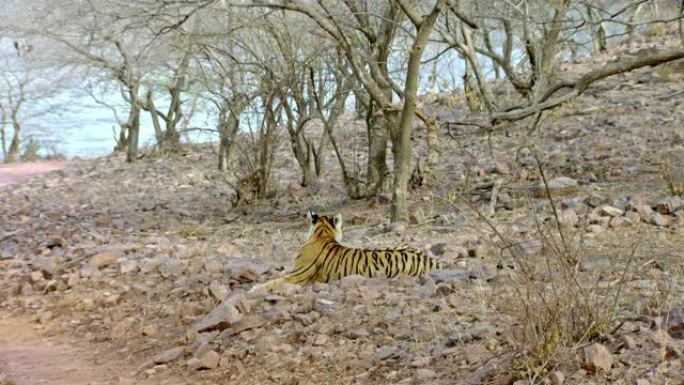 老虎坐在岩石上老虎坐在岩石上野生动物