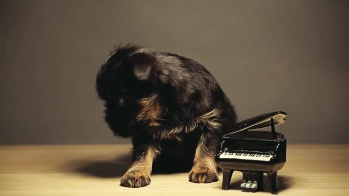 小狗黑色钢琴木桌高清镜头