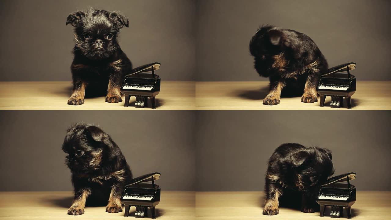 小狗黑色钢琴木桌高清镜头