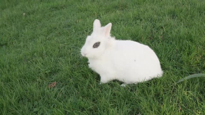 一只棕色眼睛的小白兔环顾四周，在阳光明媚的日子里，在草坪上吃新鲜的有盖草
