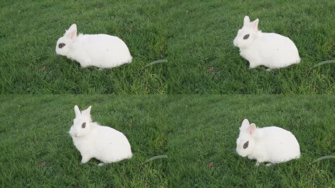 一只棕色眼睛的小白兔环顾四周，在阳光明媚的日子里，在草坪上吃新鲜的有盖草