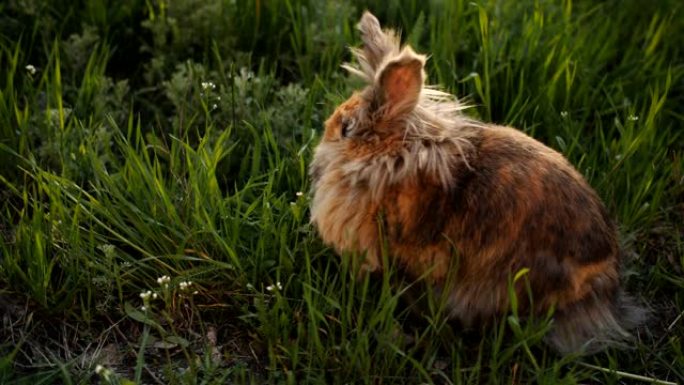 棕色蓬松的兔子饶有兴趣地研究了夕阳下草坪上的绿草。