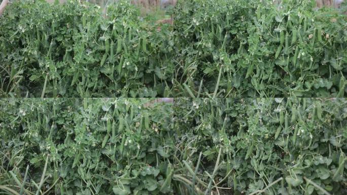 豌豆和大豆生长的幼苗图像