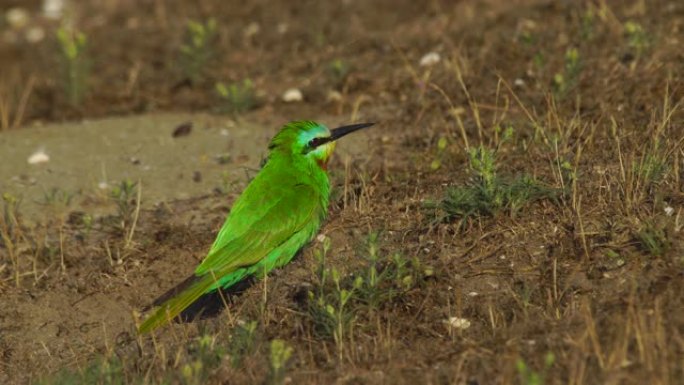 蓝颊食蜂群 (Merops persicus) -阿塞拜疆