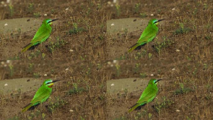 蓝颊食蜂群 (Merops persicus) -阿塞拜疆