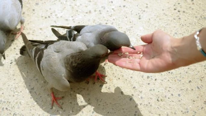 两只鸽子啄食葵花籽的特写镜头。女人用手喂野鸽。巴塞罗那。西班牙。4K