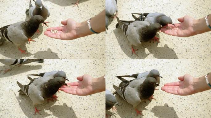 两只鸽子啄食葵花籽的特写镜头。女人用手喂野鸽。巴塞罗那。西班牙。4K