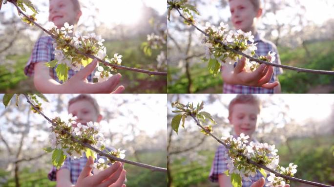 可爱的小男孩在阳光明媚的日子欣赏盛开的樱桃树枝