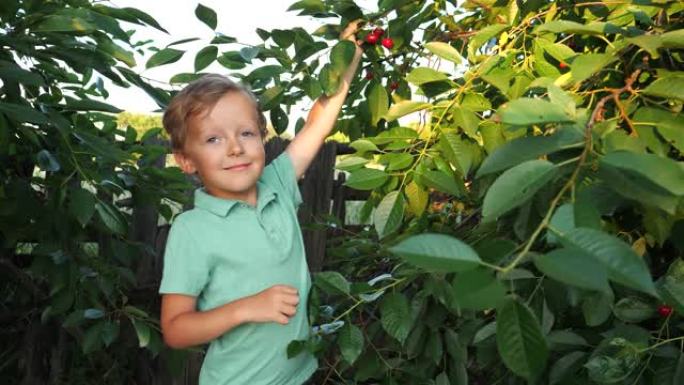 可爱的小男孩想摘成熟的樱桃
