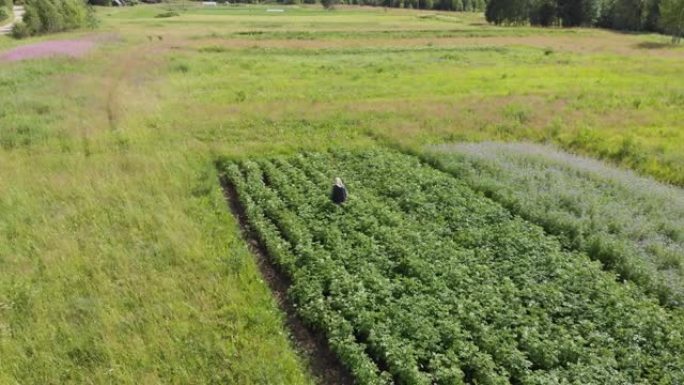 女农民采摘科罗拉多甲虫工作在小土豆田空中盘旋向上射