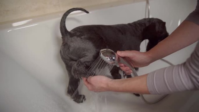 在大自然中散步后，在浴缸里给黑狗小雪纳瑞洗澡