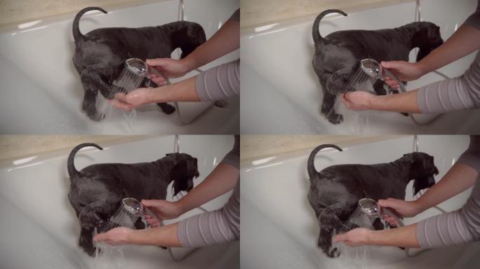 在大自然中散步后，在浴缸里给黑狗小雪纳瑞洗澡