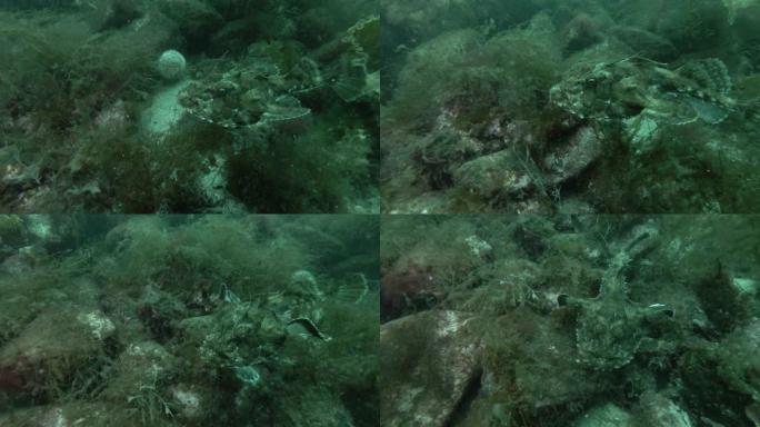 安康鱼或垂钓鱼 (Lophius piscatorius) 张开嘴，游过海藻