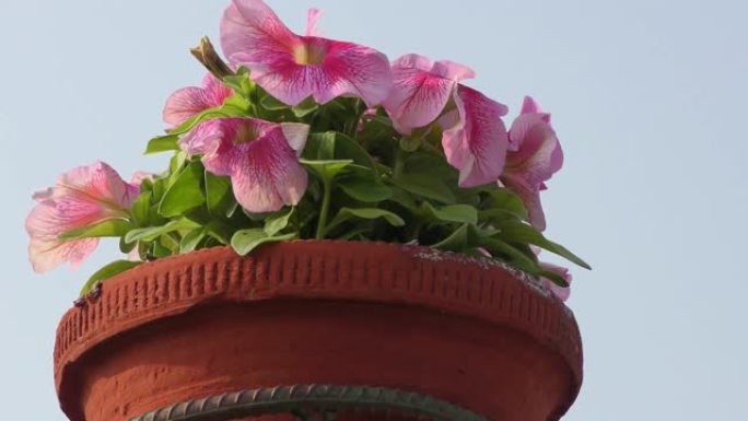 家里花园里的花盆里有绿色叶子的粉红色花朵。