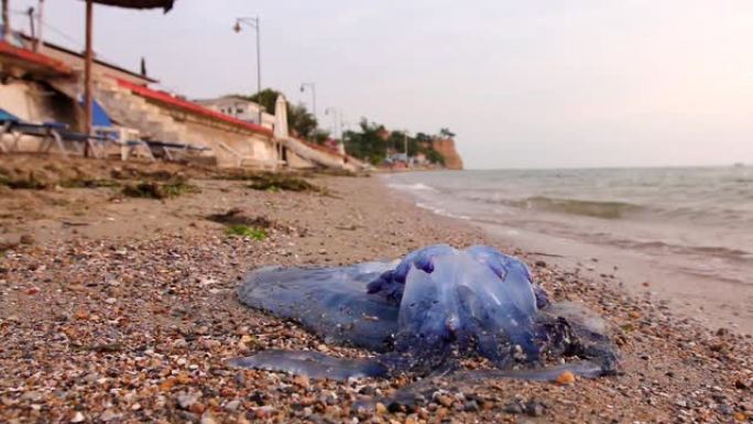 在浅海中，又大又蓝，死了的水母