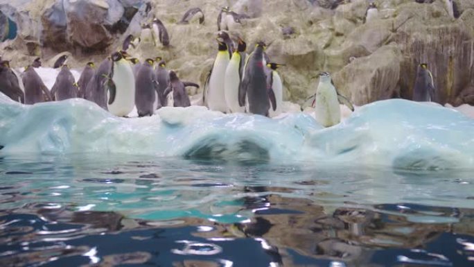 特写镜头中的一个可爱的企鹅家庭。一包好奇的企鹅