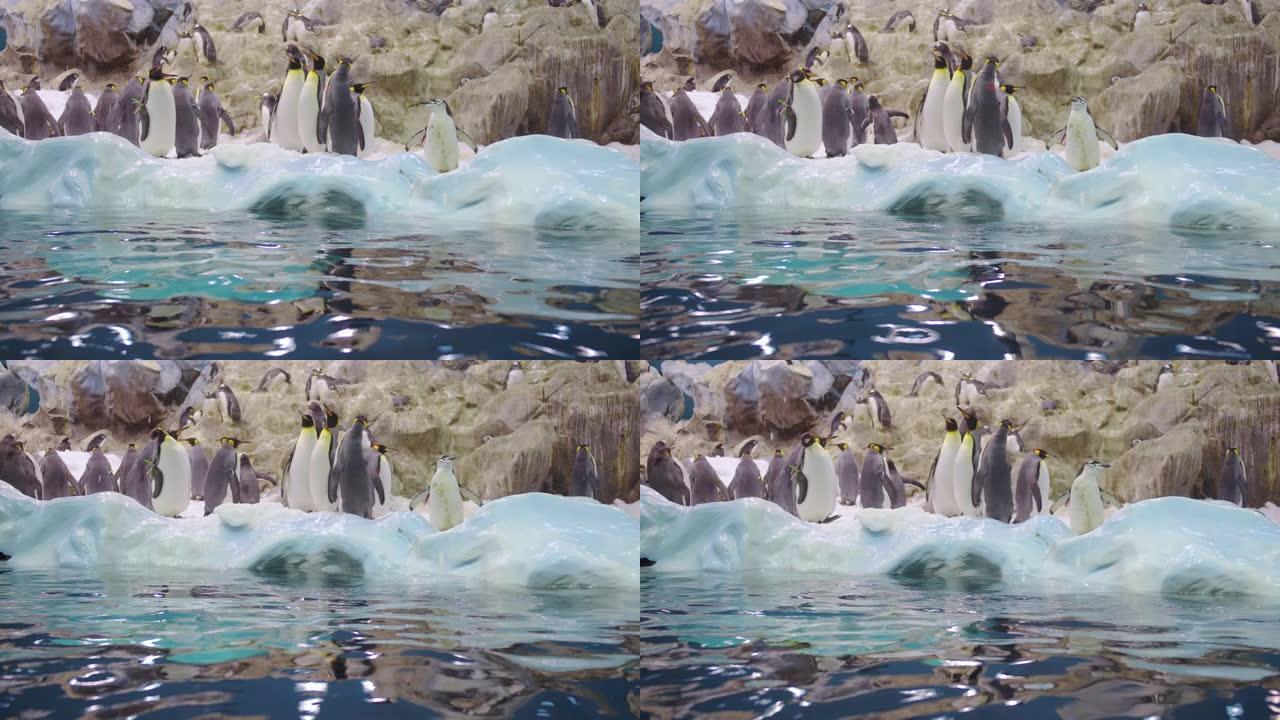 特写镜头中的一个可爱的企鹅家庭。一包好奇的企鹅
