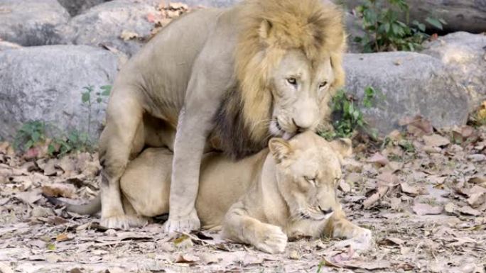 几只狮子做爱性与繁殖、脊椎动物、草、