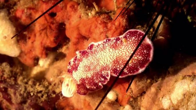 一种海蛞蝓水下红边的Glossodoris (Glossodoris rufomarginata)