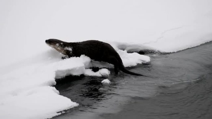 北美水獭北极生物南极寒冷生物适应环境