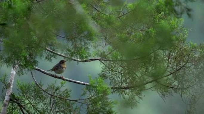 森林中的西伯利亚画眉鸟，野外动物