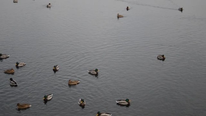 冬季各种鸭子在河上游泳