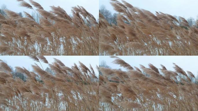冬天，干燥的芦苇在湖上随风摇曳。背景图像。自然。