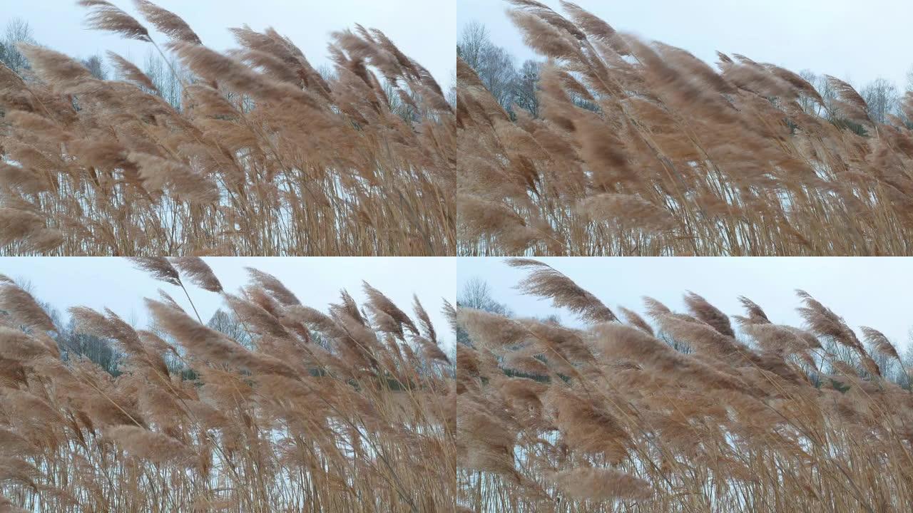 冬天，干燥的芦苇在湖上随风摇曳。背景图像。自然。