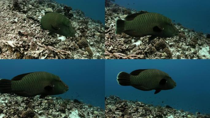 太平洋上的驼头毛利人濑鱼的特写镜头。在珊瑚礁附近游动热带鱼的水下生活。在清澈的水中潜水。
