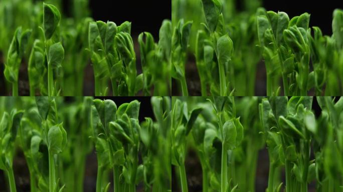 温室农业中春季生长的植物，发芽发芽的新生豌豆植物