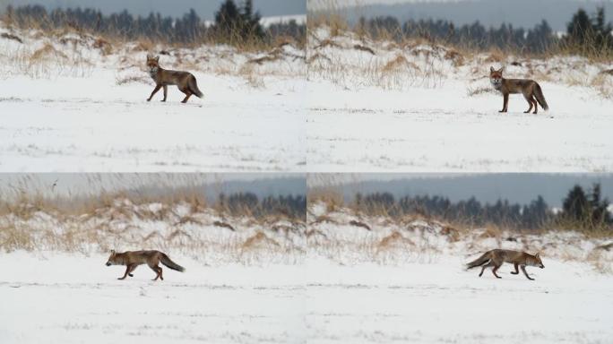 可爱的年轻红狐狸 (Vulpes Vulpes) 在日出时被雪覆盖的草地上奔跑